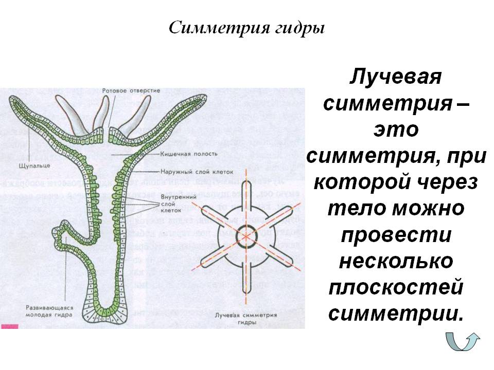 Ссылка на кракен 11