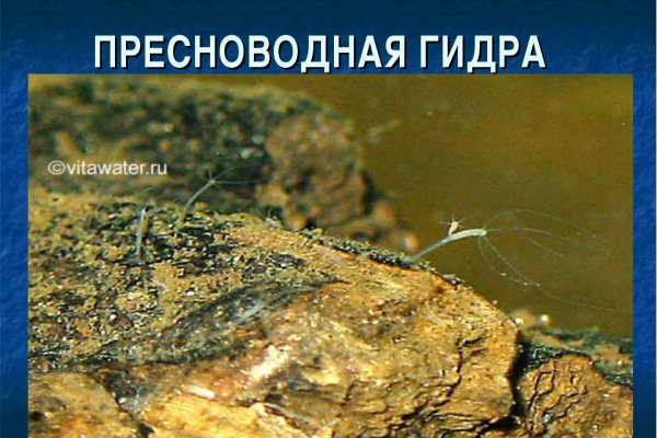 Адрес кракена